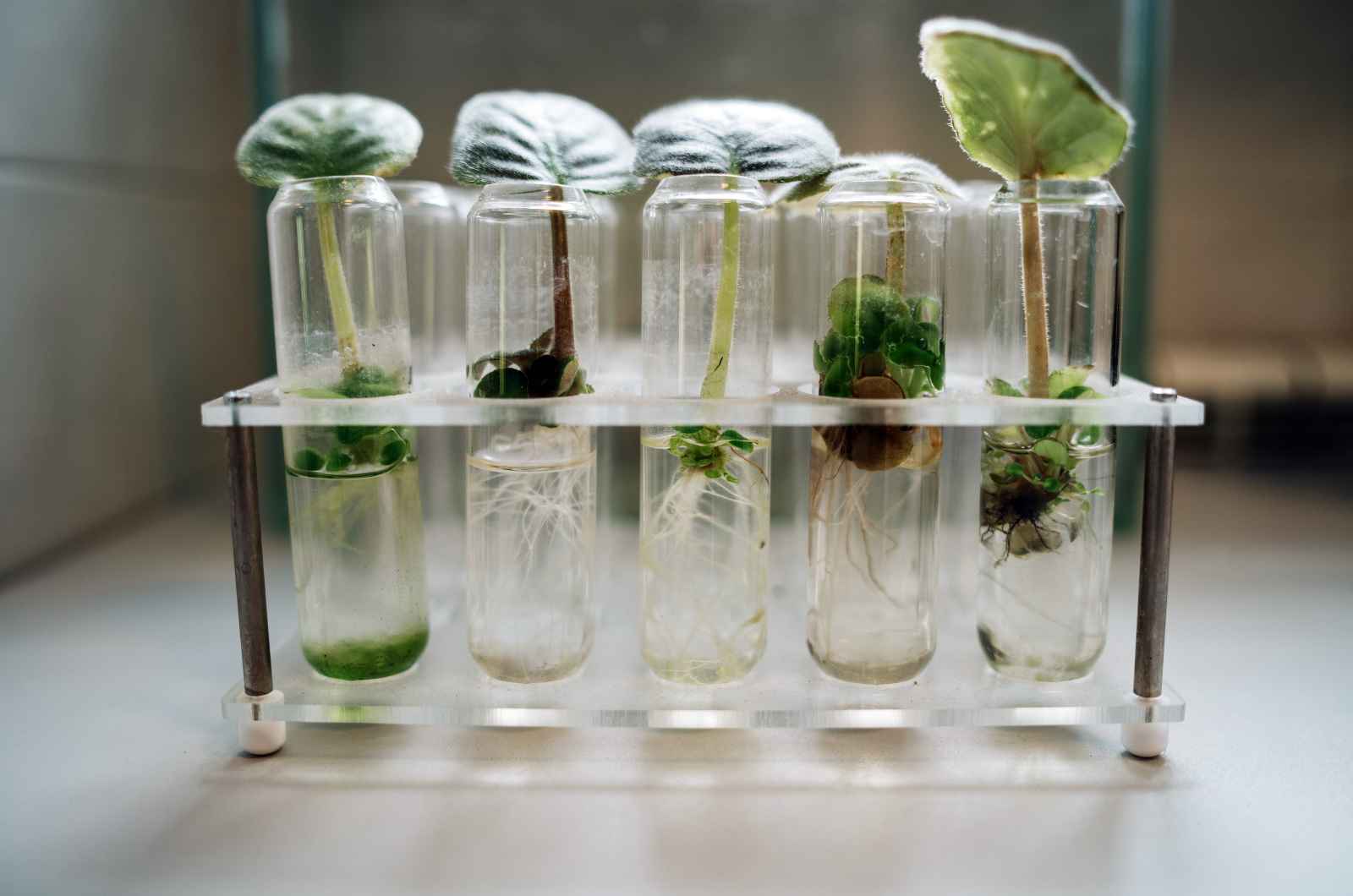 Plant Phenotyping